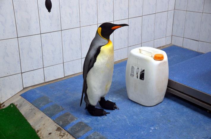 動物園與廠商合作，使用3D列印技術，製作出完全符合企鵝腳型的特製「防水鞋套」.JPG