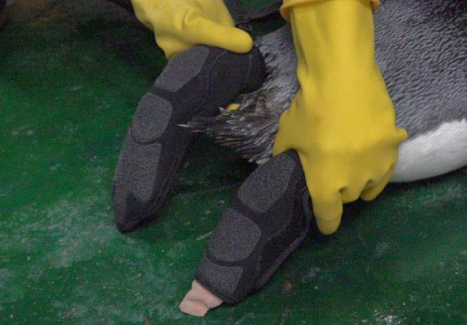 為國王企鵝特製防護鞋套，能完整包覆上藥的腳掌.JPG