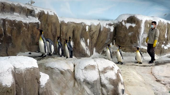 為了提高繁殖成功率，從4月中開始，保育員為國王企鵝們進行每日30分鐘的「晨走特訓」.JPG