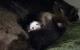 baby panda returned to her mother.JPG