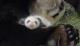 baby and mother panda slept soundly!.JPG