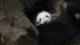 zoo keeper felt relieved when seeing them two staying calm.JPG