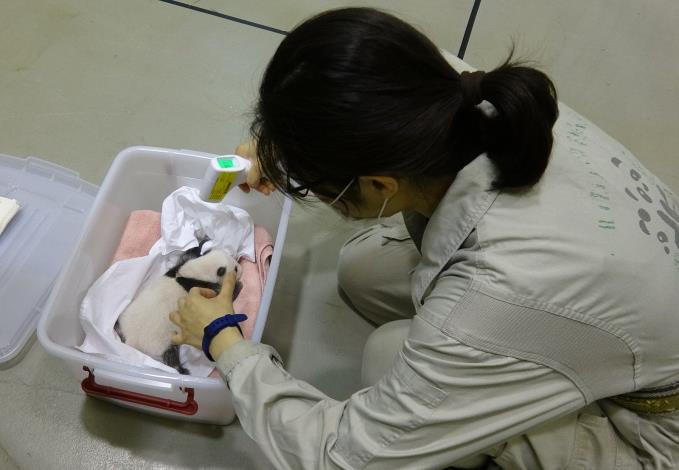 baby panda was ready to return to her mother, zoo keeper tested her body temperature.JPG