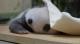 zoo keeper let the baby smell her mother's towel.JPG