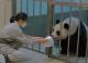 zoo keeper let mother panda smell the baby's towel.JPG