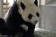 mother panda carefully held her.JPG