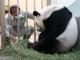 「Yuan Yuan」：Look at my baby!