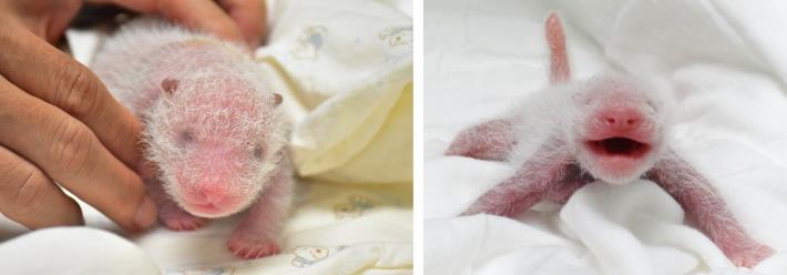 Baby panda is 5 days old, guess who is small and soft? 