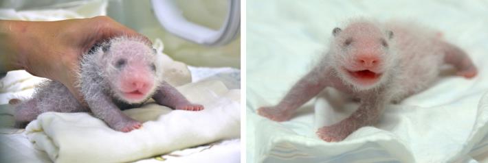 Baby panda is 10 days old, guess who is small and soft? 