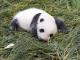 Be part of the 「Giant baby panda naming event」(July 25 and 27))