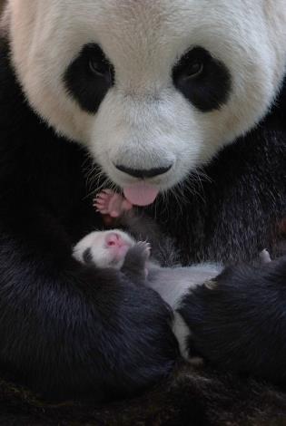 Giant pandas are different from African wild donkeys, giraffes and other herbivorous in many ways. One of them is that their gender can be distinguished at birth from the appearance of their genitals.   