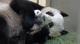 In the animal kingdom there are many cases where it is difficult to distinguish between male and female. (Giant panda 'Yuan yuan' and her newborn baby)