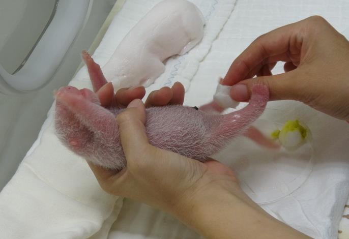 The newborn female genitalia have a concave inverted V shape （「ʌ」）     