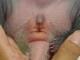The external shape of the genitals and their distance to the anal opening can somewhat help determine the panda's gender.  
