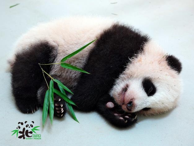 Giant panda cub sleep
