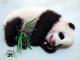 Giant panda cub sleep