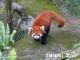 Red panda has coffee-colored fur