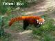 The arboreal Red Panda has a long tail to keep its balance