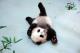 Giant panda cub