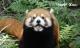 Red panda