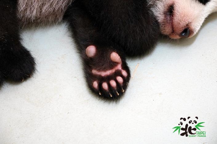 Giant panda forepaw