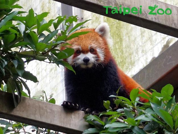 It is now the season when Red Pandas are at their most active again