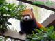 It is now the season when Red Pandas are at their most active again