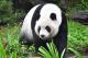 Giant panda