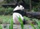 Giant panda Yuan Yuan