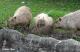 capybara