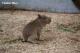 The newborn capybara cub weighs 2,400 kilograms