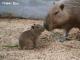 Zookeepers who see it exploring its surroundings along find it adorable