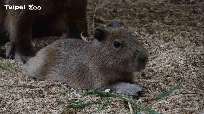 capybara cub