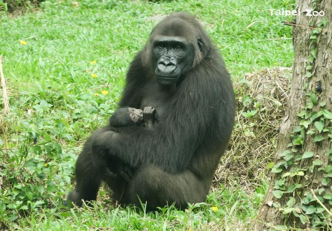 zookeepers stayed overnight beside her and confirmed that Iriki delivered a baby at 152 am on May 28