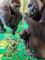 Gorilla Iriki gave birth in the small hours of May 28, with her and the infant both safe and sound