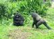 Taipei Zoo’s gorilla group has welcomed the second gorilla baby to their family