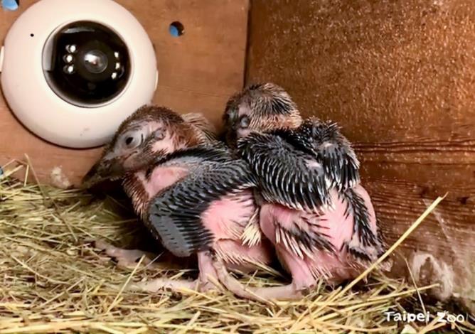 The Taipei Zoo has its first laughing kookaburra chicks