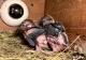 The Taipei Zoo has its first laughing kookaburra chicks