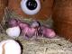 The pair of laughing kookaburras had had chicks before, but they all died soon after being hatched