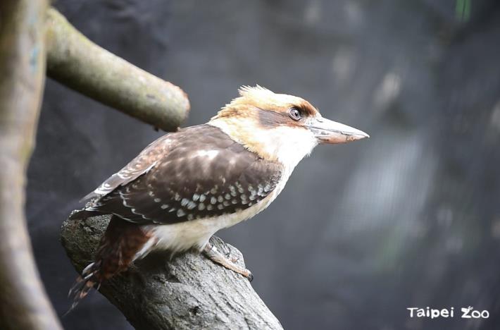 The call of the laughing kookaburra sounds like human laughter