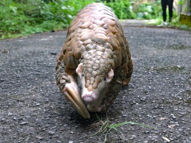 Fattie is even confirmed the oldest pangolin on record