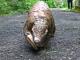 Fattie is even confirmed the oldest pangolin on record
