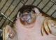 Fattie is the first pangolin born at Taipei Zoo