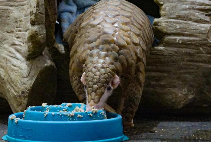Fattie is a super dad with most offspring in a family of pangolins at Taipei Zoo