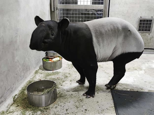 Malayan tapir Putri arrived at Taiwan to breed