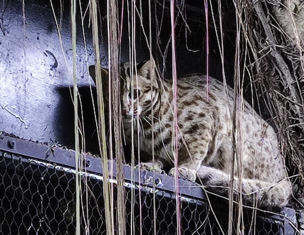 Huliyong, second brother of leopard cat, meet visitors in Formosan Animal Area