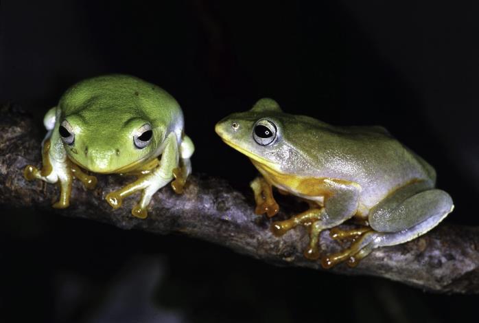Don’t miss your chance on Taipei green treefrog s’ love song of the season. You won’t get another chance until next year