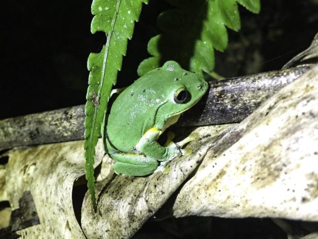 Taipei green treefrogs are active from October to March