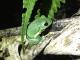 Taipei green treefrogs are active from October to March
