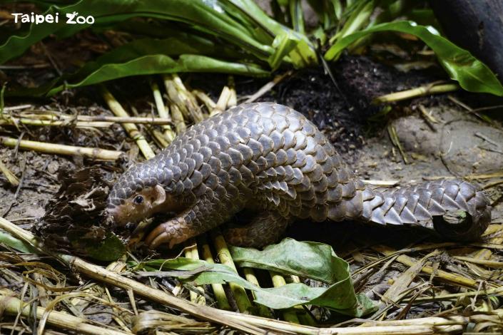 Pangolins live in a wide variety of habitats ranging from foothills to mountains at 2000 meters high